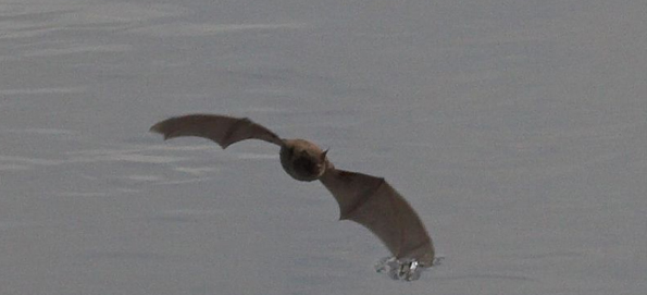 Bat and Moth Walk [Part 2] (22/08/19 (22nd August 2019) – 20:00 to 22:00)