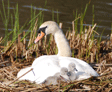 100th cygnet makes an early debut at Moors Valley Country Park (May 2013)