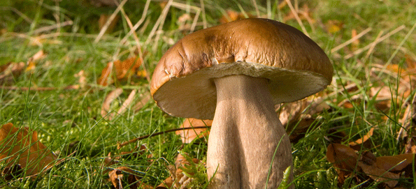 Fantastic facts in focus at Family Fungi Foray (Oct 2013)
