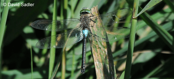 Rare dragonfly flies into Moors Valley - and stays (Aug 2014)