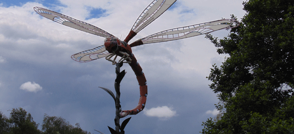 Unique dragonfly lands at Moors Valley Country Park (June 2016)