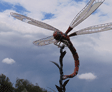 Unique dragonfly lands at Moors Valley Country Park (June 2016)