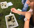 ﻿Free wildlife discovery event at Moors Valley (July 2017)