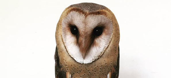 Owls at Night [Part 2] (18/04/19 (18th April 2019) – 17:00 to 19:30)