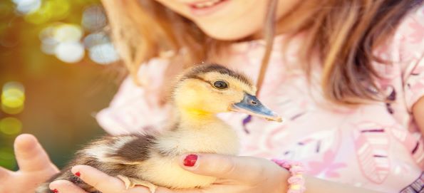 Easter Ducklings (06/04/20 (6th April 2020) – 13:00 to 16:00)
