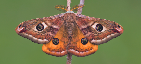 Moths of Moors Valley (31/05/23 (31st May 2023) – 10:00 to 10:30)