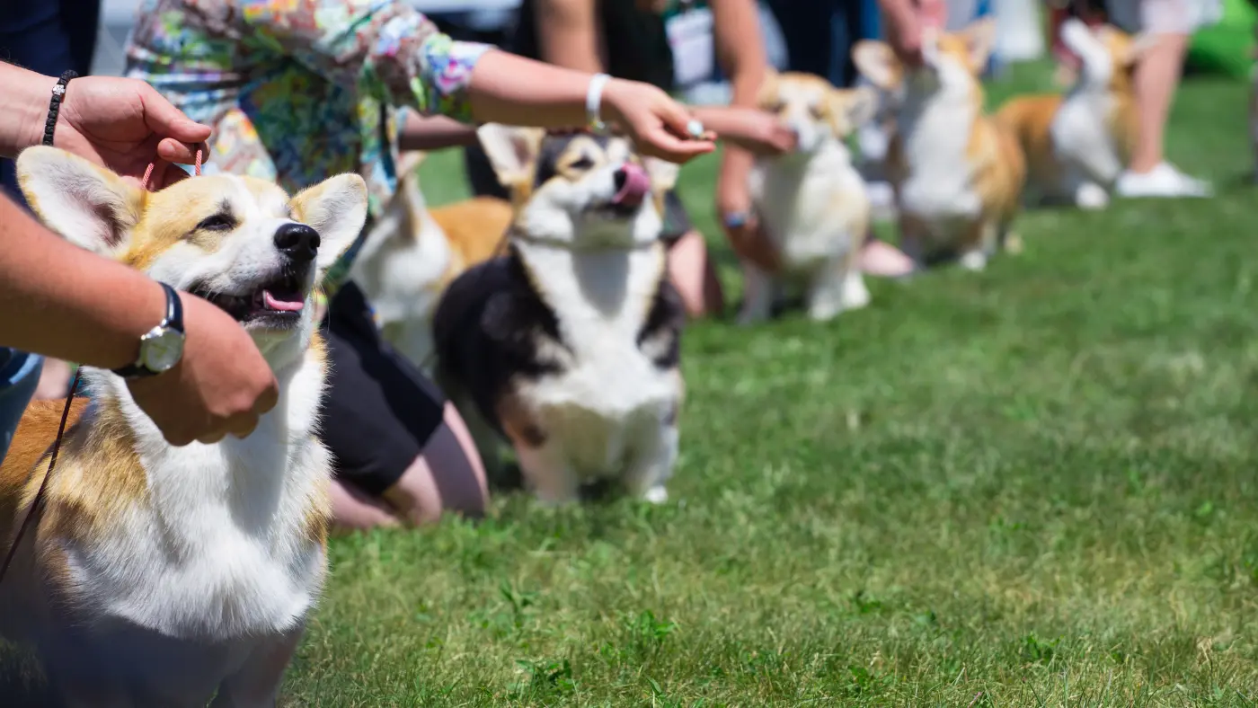 dogs in a line on leads
