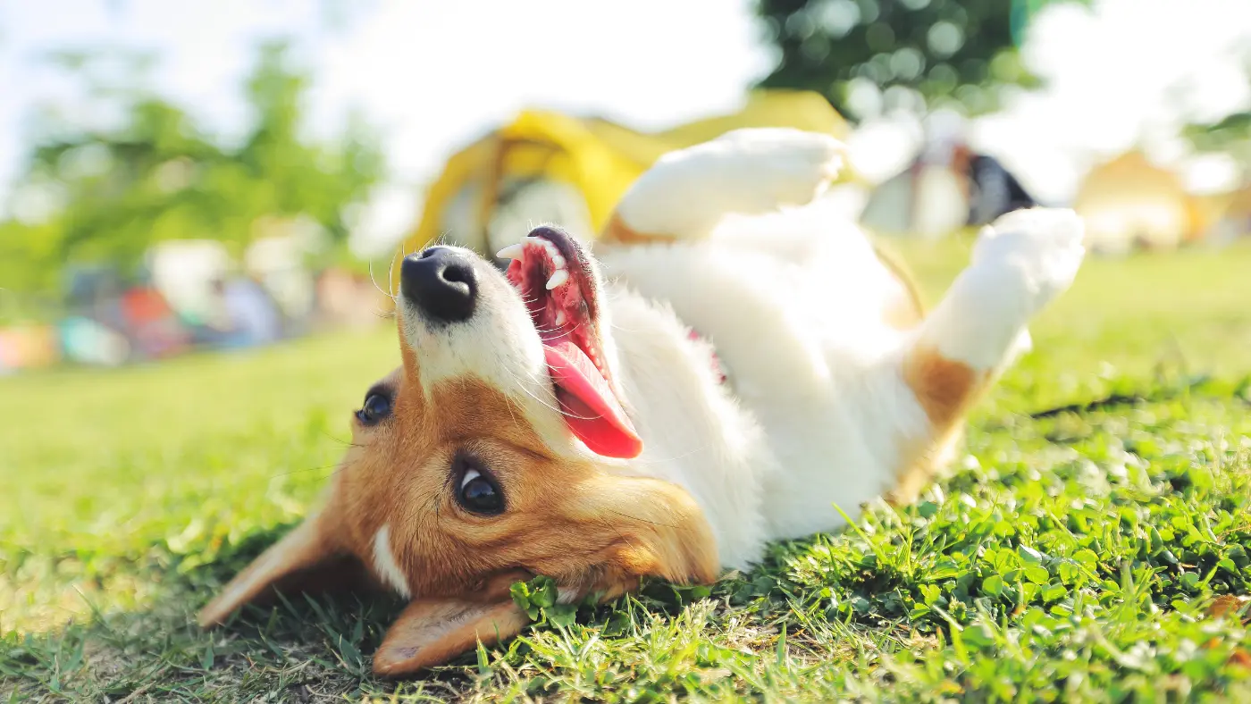 Dog laying in grass