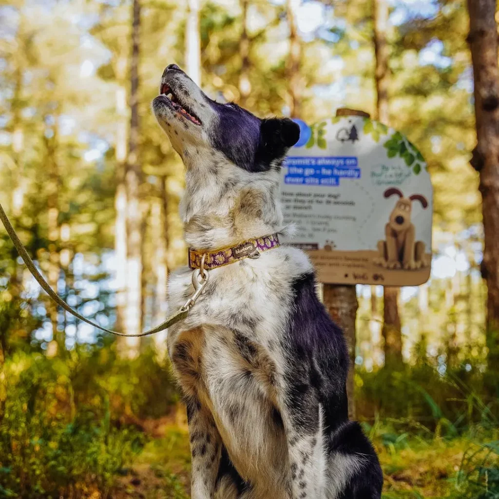 Dog Looking Up At Owner In Front Of Trail Sign