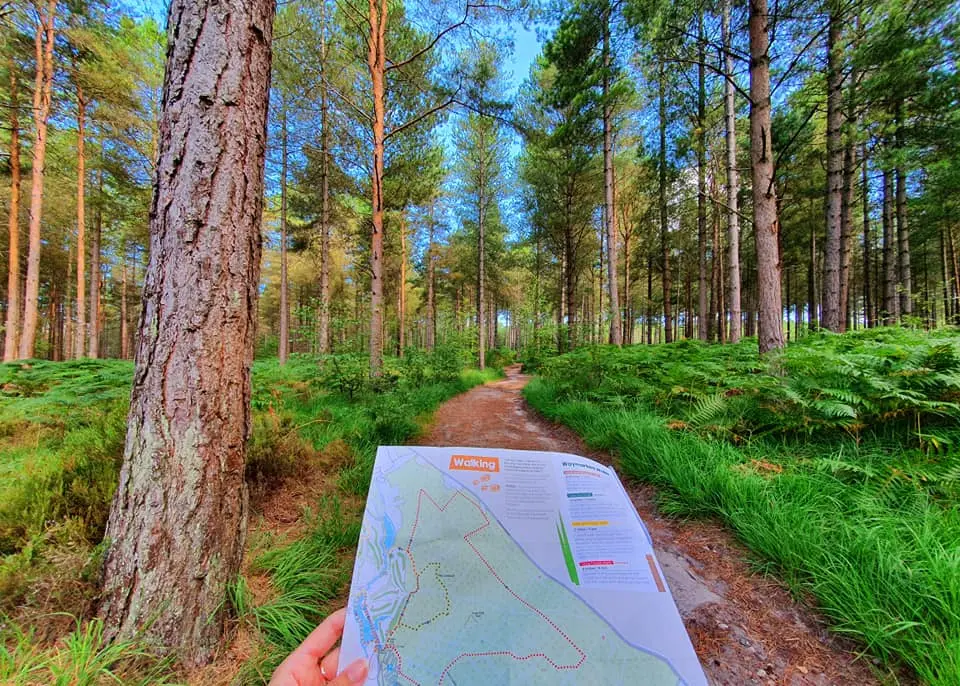A person holds a walking map in a dense forest with a path running through tall trees and lush greenery at Moors Valley.