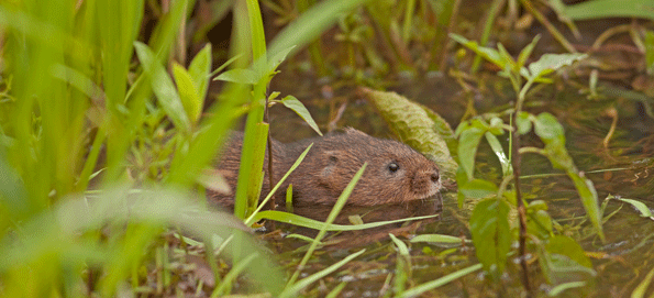 Water Vole