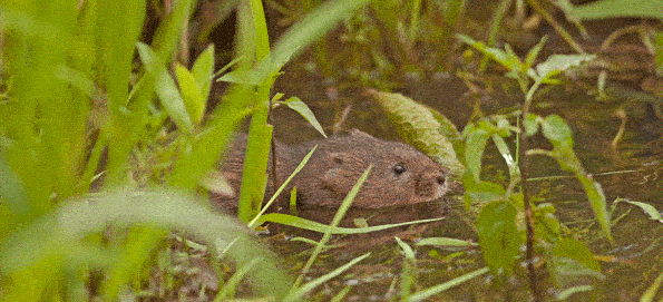 Water Vole